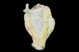 Fossil Oreodont (Merycoidodon) Skull - Wyoming #134359-3